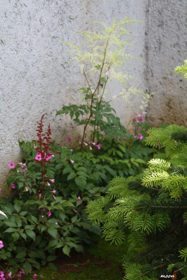 Astilbe